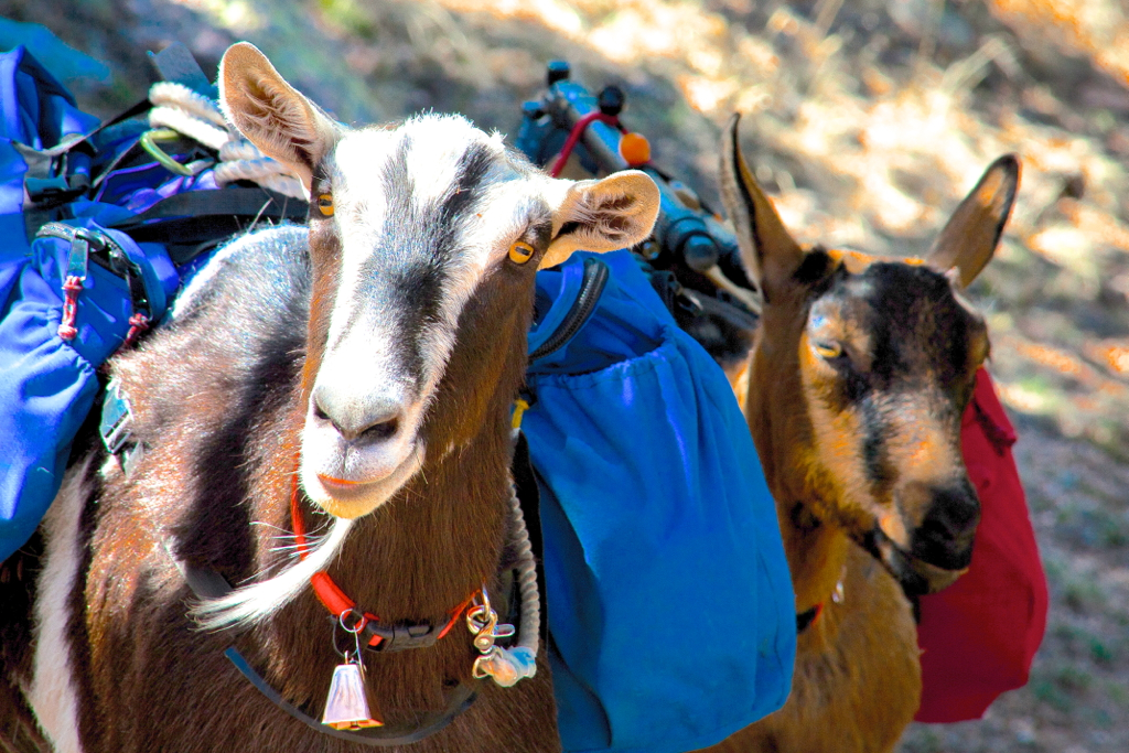 Rooster and Peanut, the most famous SOTA Goats in the entire world