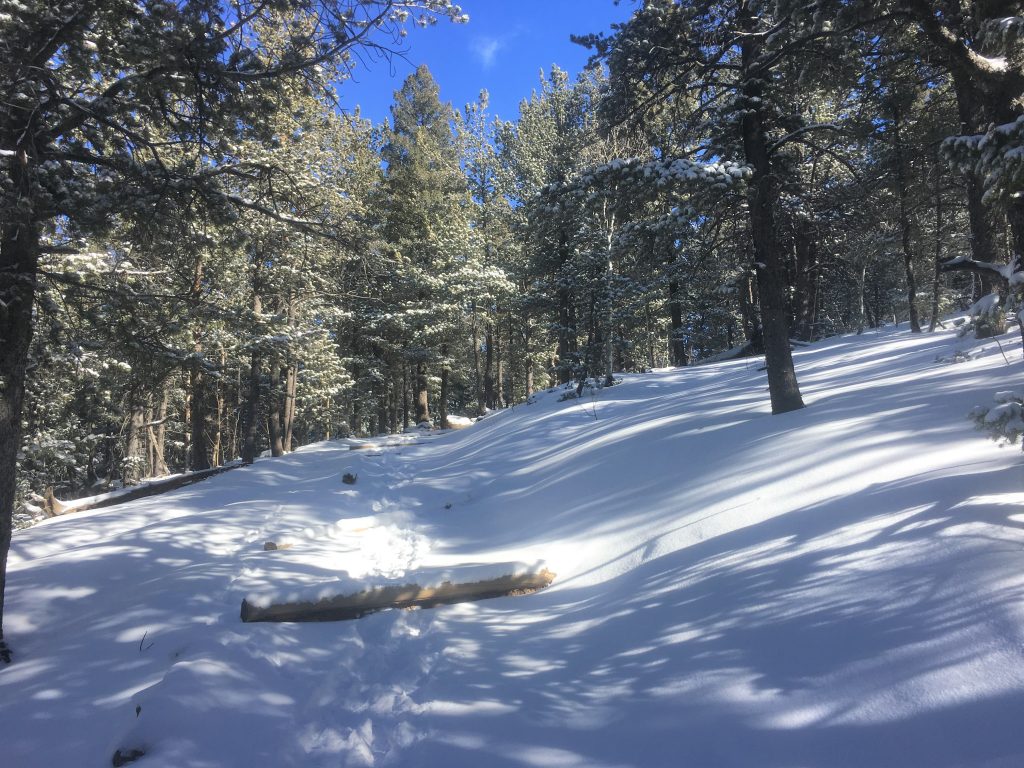 Devils Head trail in winter